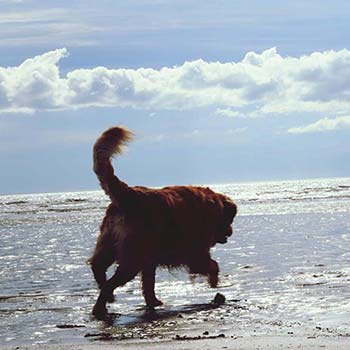 Dog walking