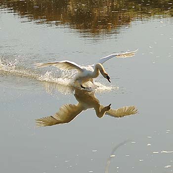 Swan