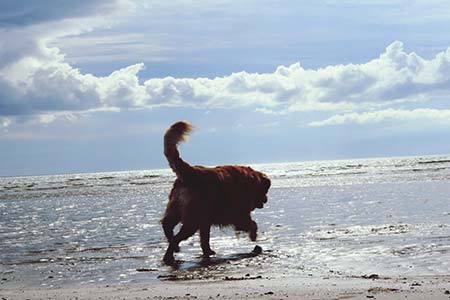 Prestwick Holiday Park Pets Policy